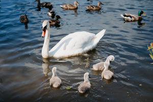 A swan and cygnets in the pond next to Murphy's Field