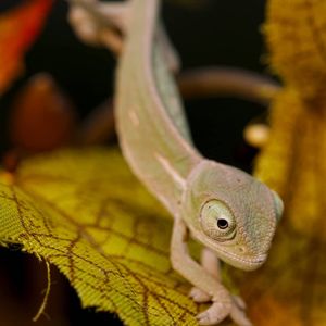The little youngsters eat tiny insects
