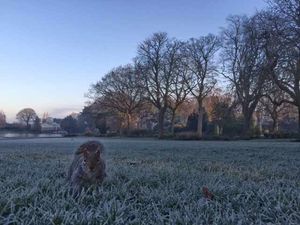 The squirrel spots the photographer and decides to explore