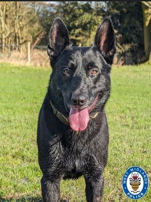 PD Buzz was born in 2019 and became a fully licensed police dog in 2021. Image: West Midlands Police