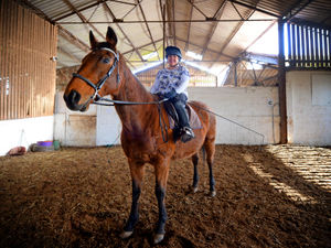 Supporting image for story: Disabled rider wants to see beloved ex-race horse Grouch recognised