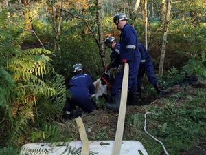 Supporting image for story: Horse rescued from ditch near Whitchurch