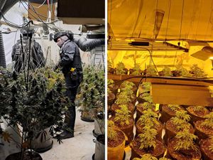 Supporting image for story: Hundreds of thousands of pounds of cannabis plants seized during three-week operation