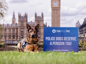 Supporting image for story: Ministers urged to give pensions to retired police dogs