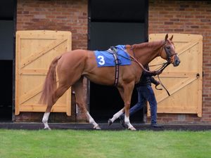 Supporting image for story: Club’s fight to keep Windsorlot winning