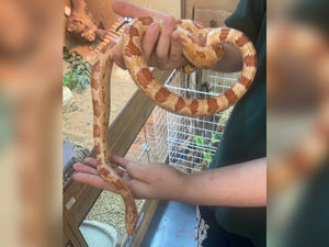 Supporting image for story: Third snake in three weeks found in Shropshire countryside, renewing dumping concerns