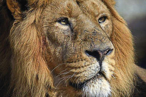 Supporting image for story: Lion returns to Dudley Zoo