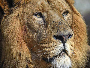 Supporting image for story: Lion returns to Dudley Zoo