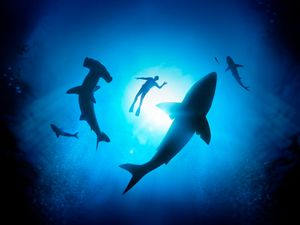 Supporting image for story: Underwater world of sharks revealed in a new exhibition at Chester Zoo