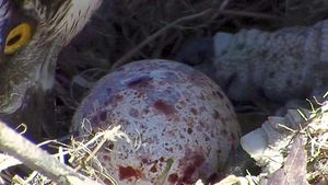 Glesni's first egg of the season