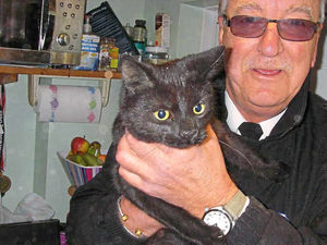 Supporting image for story: Curious kitty rescued in Mid Wales after getting jammed in tiny gap