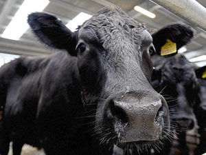 Supporting image for story: Case of 'mad cow disease' found on Welsh farm