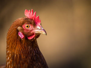 Supporting image for story: Campaigners concerned over increase in intensive chicken farms
