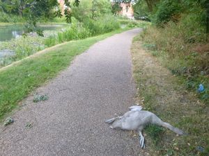 The cygnet was attacked in Coseley and sadly died after