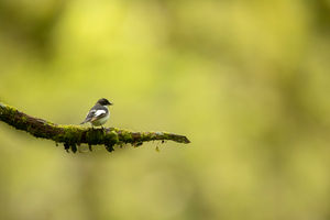 Pied Flycatcher in woodland