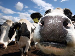 Supporting image for story: Withdrawal of critical veterinary medicines could have ‘severe impact’ on NI