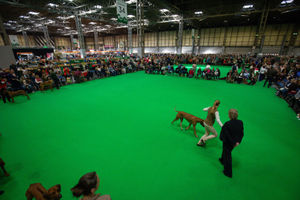 A Rhodesian Ridgeback dog is paraded at the Birmingham National Exhibition Centre (NEC) during the final day of the Crufts Dog Show. PA Photo. Issue date: Sunday March 8, 2020. See PA story ANIMALS Crufts. Photo credit should read: Jacob King/PA Wire.
