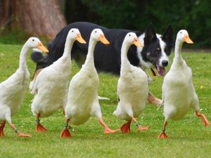 Supporting image for story: Countdown is on to Llanbister Show in Mid Wales – find out full details here