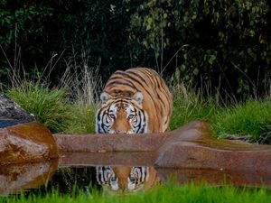 Supporting image for story: Rescued tiger Aqua settling into new home at British zoo