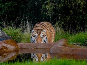 Supporting image for story: Rescued tiger Aqua settling into new home at British zoo
