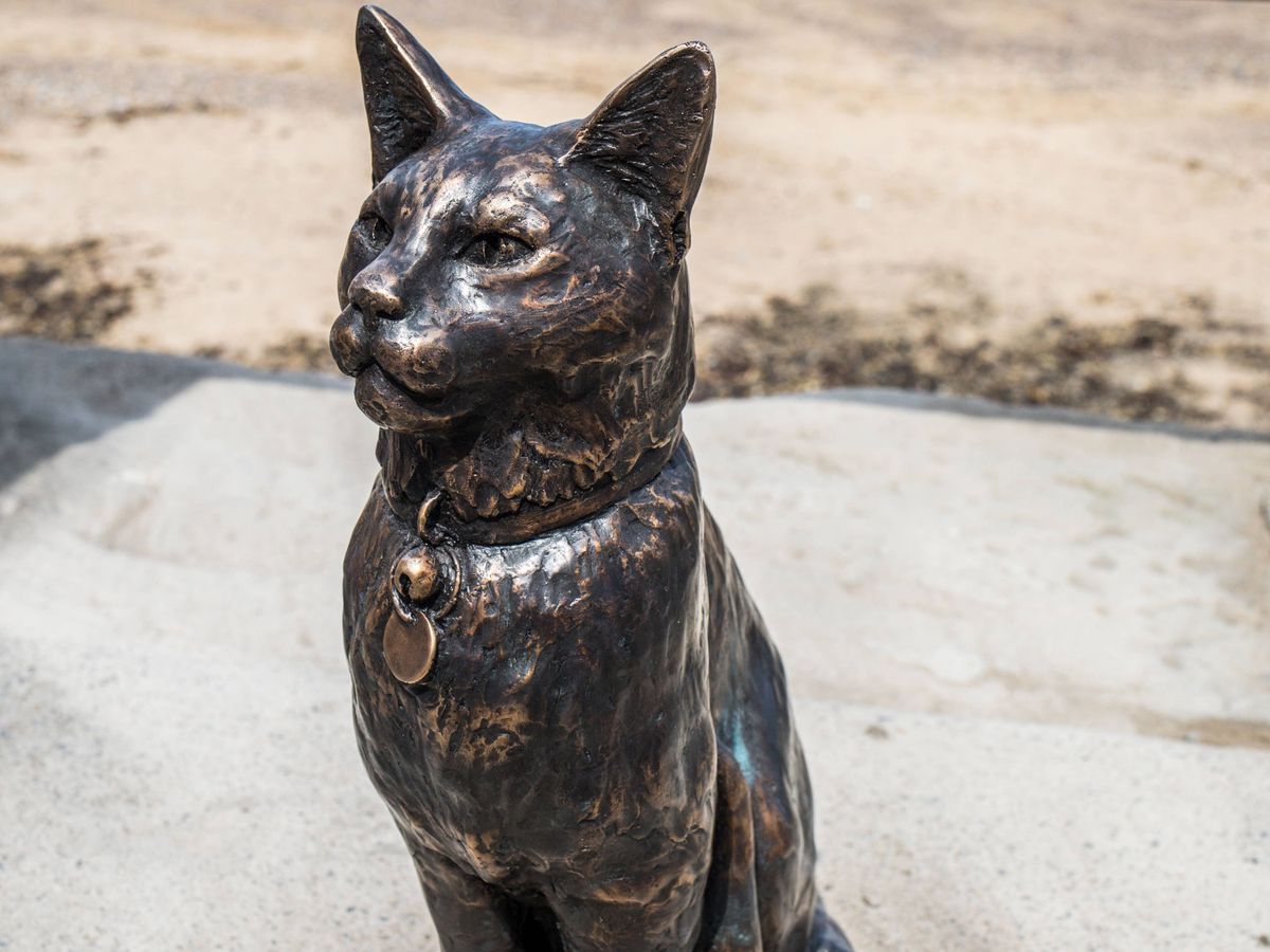 Community crowdfunds statue for celebrity cat Hendrix
