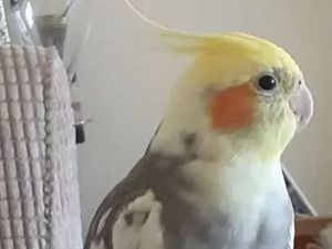 Supporting image for story: 'Heartbroken' owner of missing music-loving parrot hopes whistling the Addams Family theme will bring him home