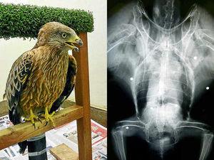 Supporting image for story: Gunshot brings down rare Red Kite in Shropshire