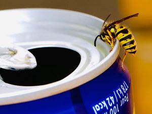 Supporting image for story: Advice offered after patients swarm to minor injury units with insect bites and stings