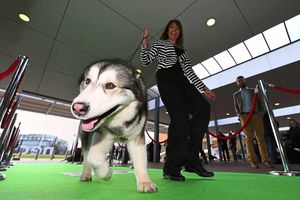 Karen Baker walks Blade, her Alaskan Malamute down the green carpet