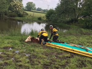 Supporting image for story: Trapped cow rescued from mud by specialist fire crews - with pictures
