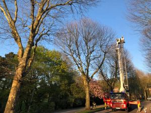 Supporting image for story: Firefighters rescue cat from 65ft high tree in Dudley