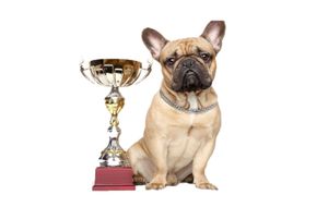 Could you be the winner of Best in Show? Enter the Fun Dog Show with your favourite pooch.