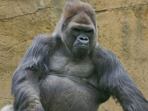 Supporting image for story: Winston, beloved gorilla at San Diego Zoo Safari Park, dies aged 52