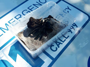 Supporting image for story: 200 TARANTULAS in van stopped on M5  