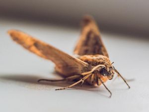 Supporting image for story: The 13 best memes of 2018