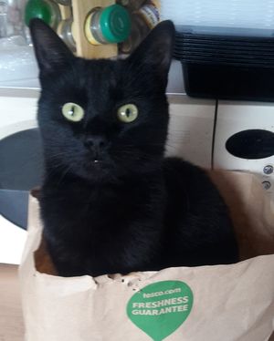 Button was the latest cat to die