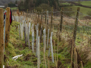 Supporting image for story: Traditional hedge planted to protect nature and wildlife in Powys by volunteers