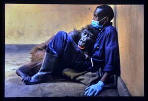 Wildlife Photographer of the Year Exhibition. Ndakasi's Passing by Brent Stirton.