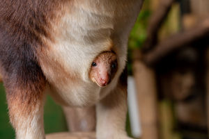 It's a boy! Chester Zoo have shared new pictures of one of their newest arrivals - an adorable tree kangaroo joey
