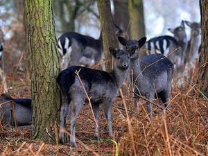 Supporting image for story: Majestic deer on Cannock Chase
