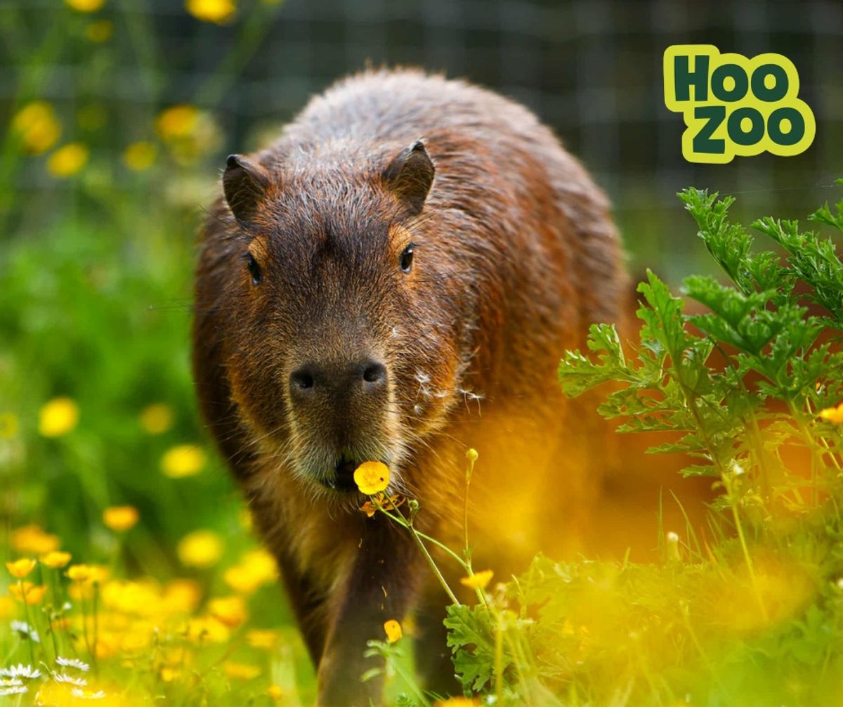 Telford zoo confirms sad news about mother of Cinnamon the worlds most famous capybara