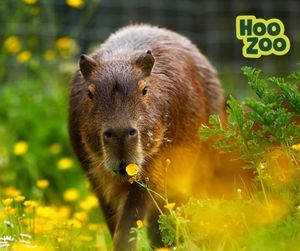 Chincha the Capybara. Picture: Hoo Zoo and Dinosaur World.