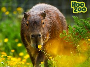 Supporting image for story: Telford zoo confirms sad news about mother of Cinnamon the world's most famous capybara