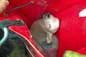Safe  the lamb which was rescued from a well