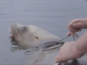 Supporting image for story: Watch as a marine rescue team frees a sea lion trapped in a piece of rope