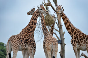 West Midland Safari Park celebrating reopening on Monday. Pictured, Giraffe