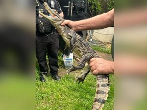 Caiman seized Essex Police