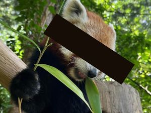 Supporting image for story: Dudley Zoo reveals which adorable creature is its most adopted animal of 2023