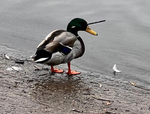 Supporting image for story: Telford duck with crossbow bolt in its head is 'safe and well', public assured