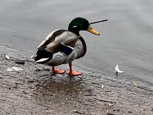 Supporting image for story: Telford duck with crossbow bolt in its head is 'safe and well', public assured